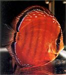 Alenquer
