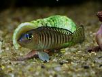 Neolamprologus Signatus.