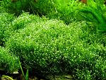   (Riccia fluitans)