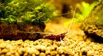 Caridina dennerli