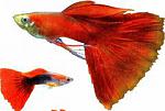 images (95)