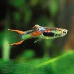 images (38)