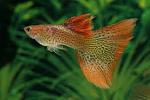 images (94)