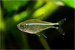   (Hemigrammus barrigonae)