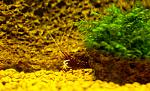 Caridina dennerli