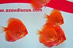 DSC0052