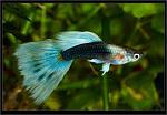 images (98)
