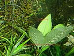 Hygrophila corymbosa