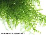   'Peacock moss' Taxiphyllum sp