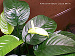 nubias barteri var. caladiifolia   .