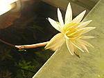 Nymphaea micrantha