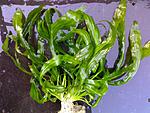 07082008118 001 ,. f.Capricornus