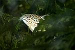 IMG 2116 [1600x1200]C.trilineatus