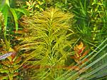 Myriophillum simulans