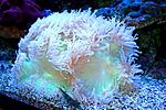       Palaemon elegans