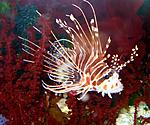  Pterois antennata