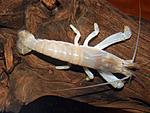 Ataya Gibbones bkb gabbonensis