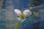 Sagittaria subulata