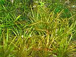 Blyxa japonica
