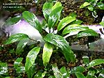    nubias sp. 'lanceolata'