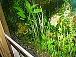 Jungle