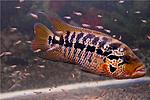 Parachromis motaguensis male