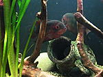 IMG 6032 Little