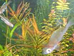 Ludwigia brevipes