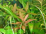 Hygrophila polysperma 'Rosanervig'
