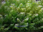 Homalia sp. Rosa moss