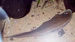 Cynoglossus microlepis