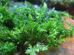   (Drepanocladus sp. - Flat moss),