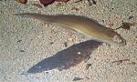 Cynoglossus microlepis2