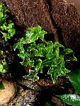  
  Hedera Helix  "Gold Child" (syn: "Gold Harald", "Gold Baby")