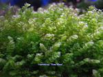 Homalia sp. Rosa moss