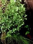  
 (Tradescantia L.)  
  (Scirpus cernus)