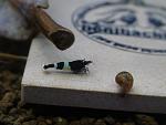 Taiwan Bee