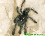 Avicularia versicolor L1 002 TM