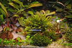 Fissidens sp.
