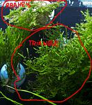 Triangle moss � �������� ���(���� ��� ��������)