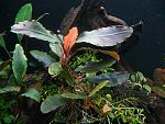 Bucephalandra sp. Cascade King,19.04.2013