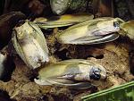    (Blaberus craniifer)