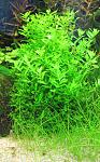   (Hemianthus micranthemoides)