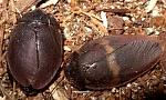   (Ergaula capucina)