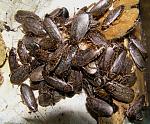   (Nauphoeta cinerea)
