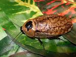 Arhimandrita tesselata- a 