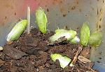   - (Panchlora nivea)