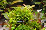 Fissidens sp.