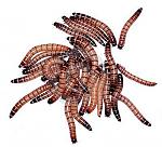  (Zophobas morio)