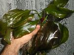 DSCN4721